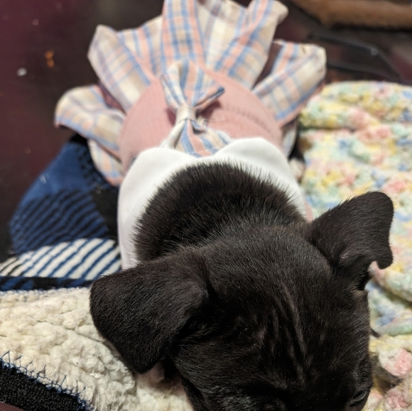 XSmall Dog Dress Preppy School Girl Anime Posh Prep - Picture 4 of 9